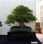 SBA-National Bonsai Exhibition 2014 (42).jpg